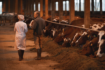 Back view portrait of mature farmer talking to veterinarian in livestock shed while walking away...