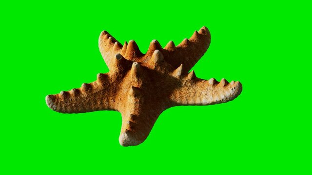 yellow sea star on green chromakey background