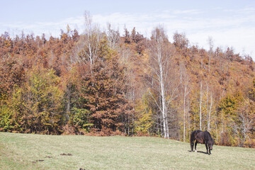 Obraz na płótnie Canvas Horse on a meadow with a beautiful forest scenery behind