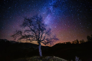 Obraz na płótnie Canvas Night sky with milky Way and alone tree on mountain landscape
