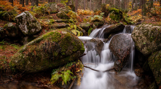Waterfall between ferns and pine trees inside a forest in autumn. Arroyo de El Espinar in Segovia, Madrid, Sierra de Guadarrama National Park