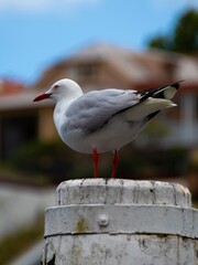 Seagull standing alone on a pole at Sydney harbour