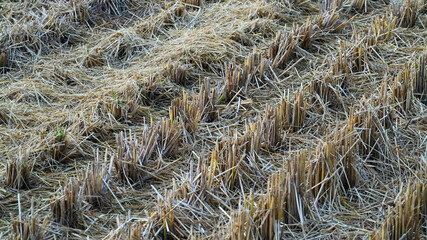 farmland after rice farming in the autumn