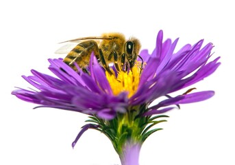 bee or honeybee in Latin Apis Mellifera on flower