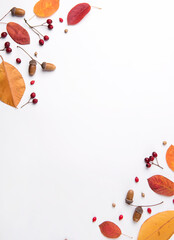 Beautiful autumn composition with dried leaves nuts and berries on white background