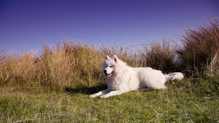 samoyed dog lying on the coast