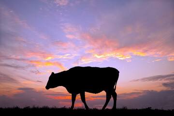 夕陽を背景に高原の牧場で草を食む牛のシルエット