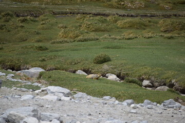 Obraz premium Beautiful grass covered land in mountains