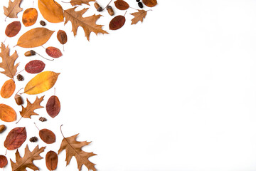 Beautiful autumn composition with dried leaves nuts and berries on white background