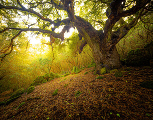 bosco © piumacorvina