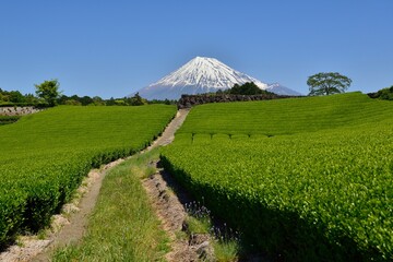 富士山と新緑の茶畑
