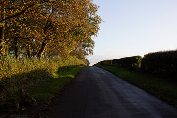 Fototapeta premium Beautiful empty country road during golden hour with stark shadows on a clear autumn day