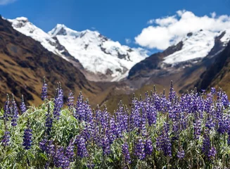 Mount Saksarayuq Lupinus Blumen Anden © Daniel Prudek