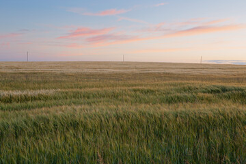 wheat field spikelets in the evening light