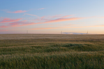 wheat field spikelets in the evening light