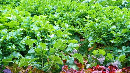 radish growing well in the field