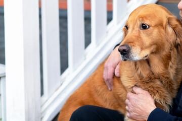 Sad Dog of breed golden retriever, pensioner hugs his pet labrador. Copy Space