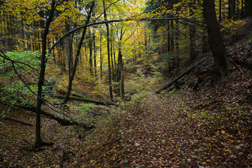 Goldener Herbst  im Ilm Graben am Großen Inselsberg in Thüringen - Eine romantische Herbstwanderung