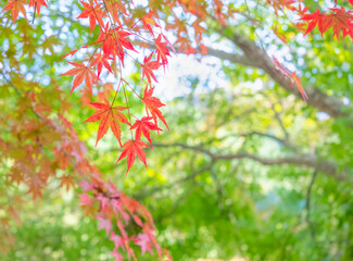 Autumn maple branch changing to red, with afternoon light in garden at Japan, blurred photo.