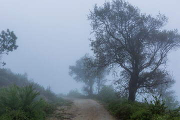 Obraz na płótnie Canvas Fog in the forest