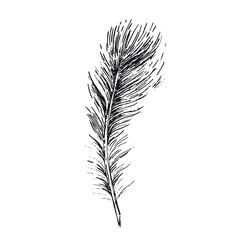 Feather on white background. Hand drawn sketch style.	