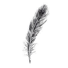 Obraz premium Feather on white background. Hand drawn sketch style. 