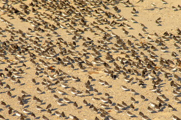birds on the beach shore, São Luís, Maranhão.