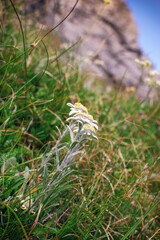 Beautiful edelweiss(Leontopodium nivale) flowers from the path from Beklemeto to Kozya Stena, Troyan Balkan, Bulgaria
