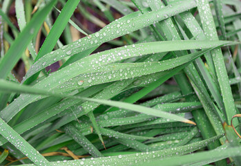 Fototapeta premium dew drops on the green blades of grass