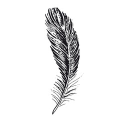 Obraz premium Feather on white background. Hand drawn sketch style. 