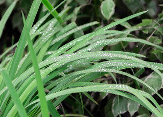dew drops on the green blades of grass