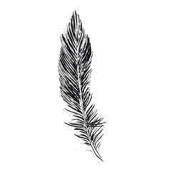 Obraz premium Feather on white background. Hand drawn sketch style. 