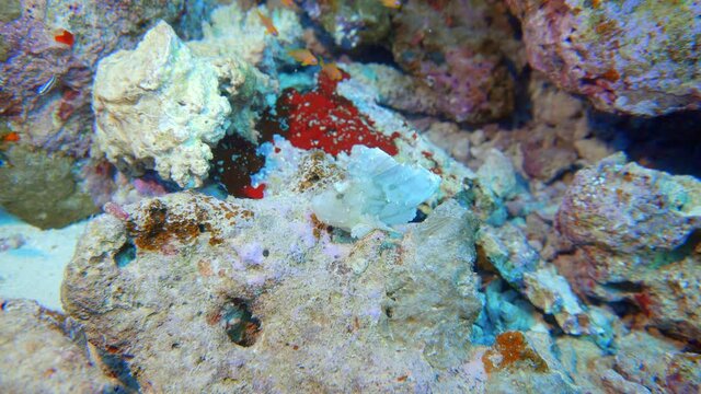 beautiful rare leaf fish on there reef in maldives
