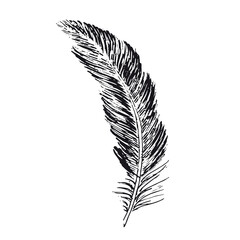 Obraz premium Feather on white background. Hand drawn sketch style. 