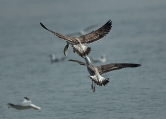 Juvenlie Lesser Black-backed Gulls fighting for fish at Tubli bay, Bahrain