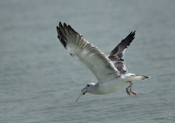 Juvenlie Lesser Black-backed Gull with a fish catch at Tubli bay, Bahrain
