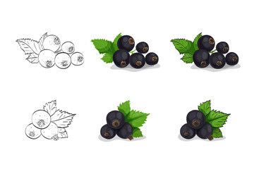 Vector illustration, color sketch of black currant berries with leaves