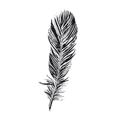 Feather on white background. Hand drawn sketch style.	