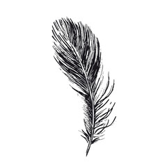 Feather on white background. Hand drawn sketch style.	