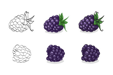 Vector illustration, color sketch of blackberry with leaves
