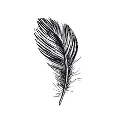 Obraz premium Feather on white background. Hand drawn sketch style. 