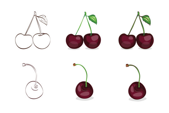 Vector illustration, color sketch of black cherries with leaves