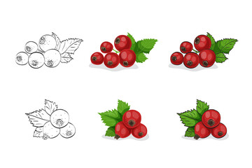 Vector illustration, color sketch of red currant berries with leaves