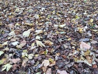leaves on the ground