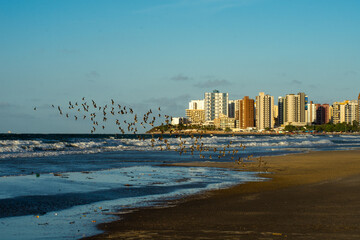 birds flying on the coastal beach, São Luís, Maranhão.