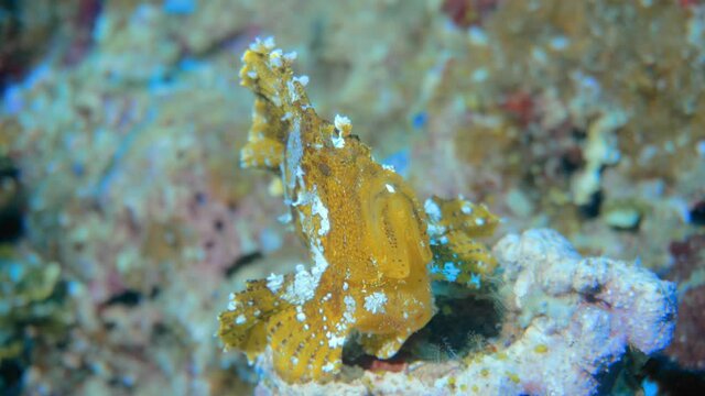 beautiful rare leaf fish on there reef in maldives