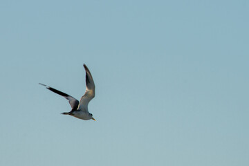 seagulls in flight