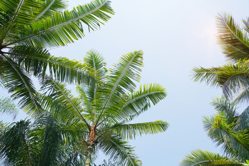 Fototapeta na wymiar Palm Trees Against Blue Sky
