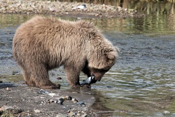 Ein kleiner Grizzlybär beim Fressen von Lachs - Alaska - - Lachse sind die Hauptnahrung von  Bären, die an der Küste leben