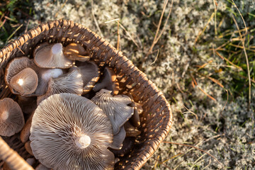 Basket of edible mushrooms (Pleurotus eryngii) from the French Atlantic Ocean dunes